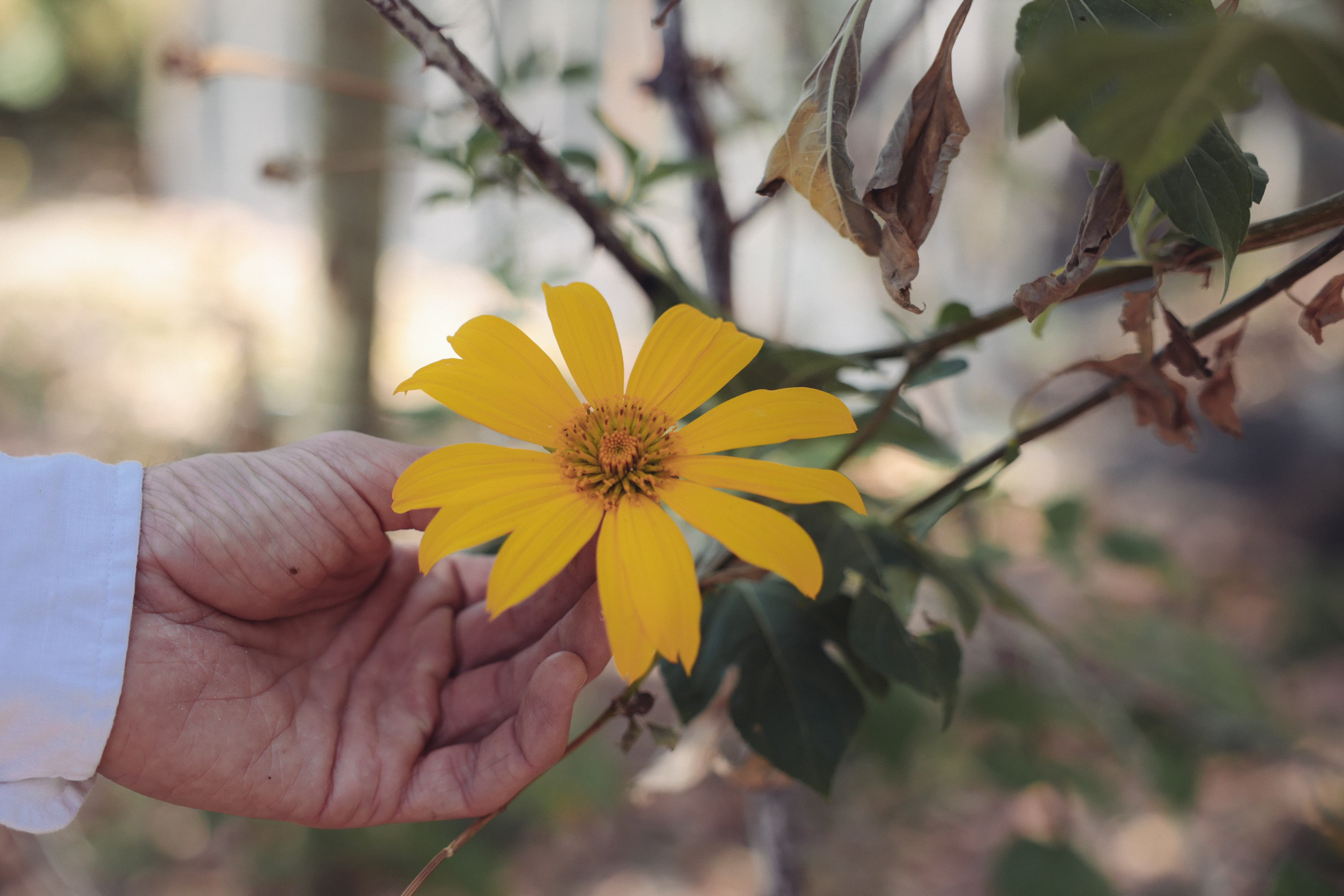 Uma flor amarela crescendo na Fazenda ALUME