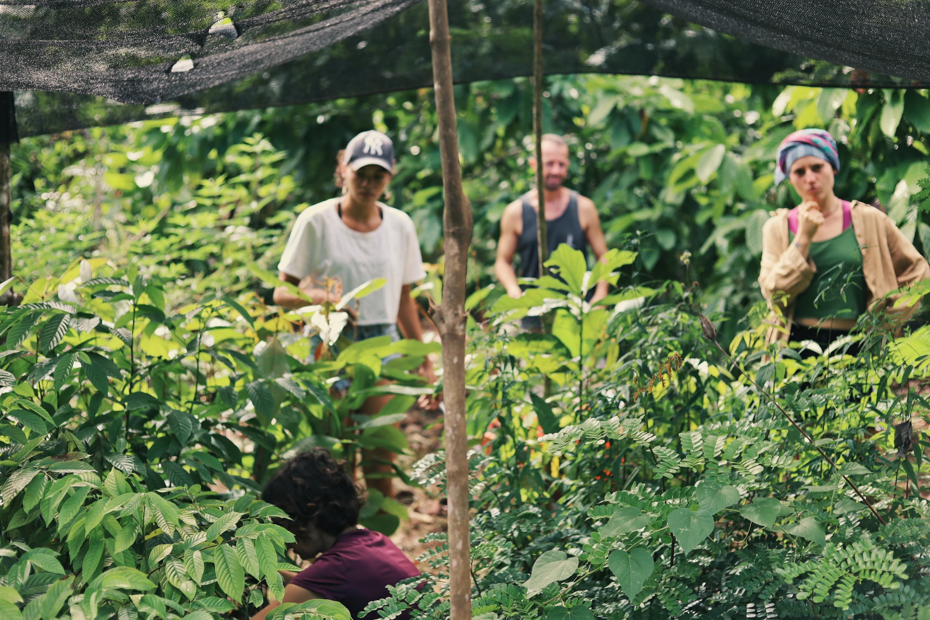 Volunteers working among seedlings at Fazenda ALUME