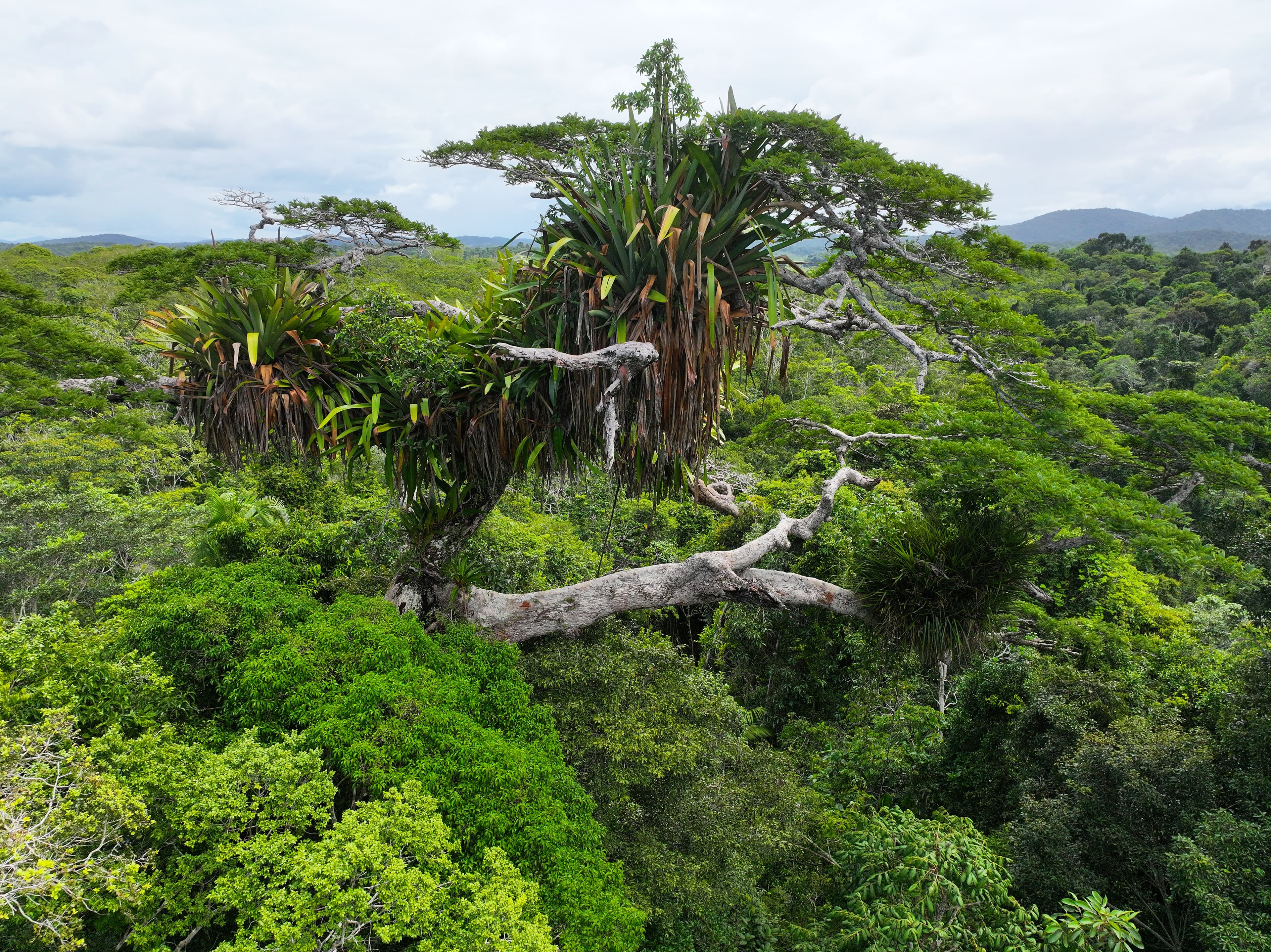 Aerial view of protected Atlantic Forest landscape