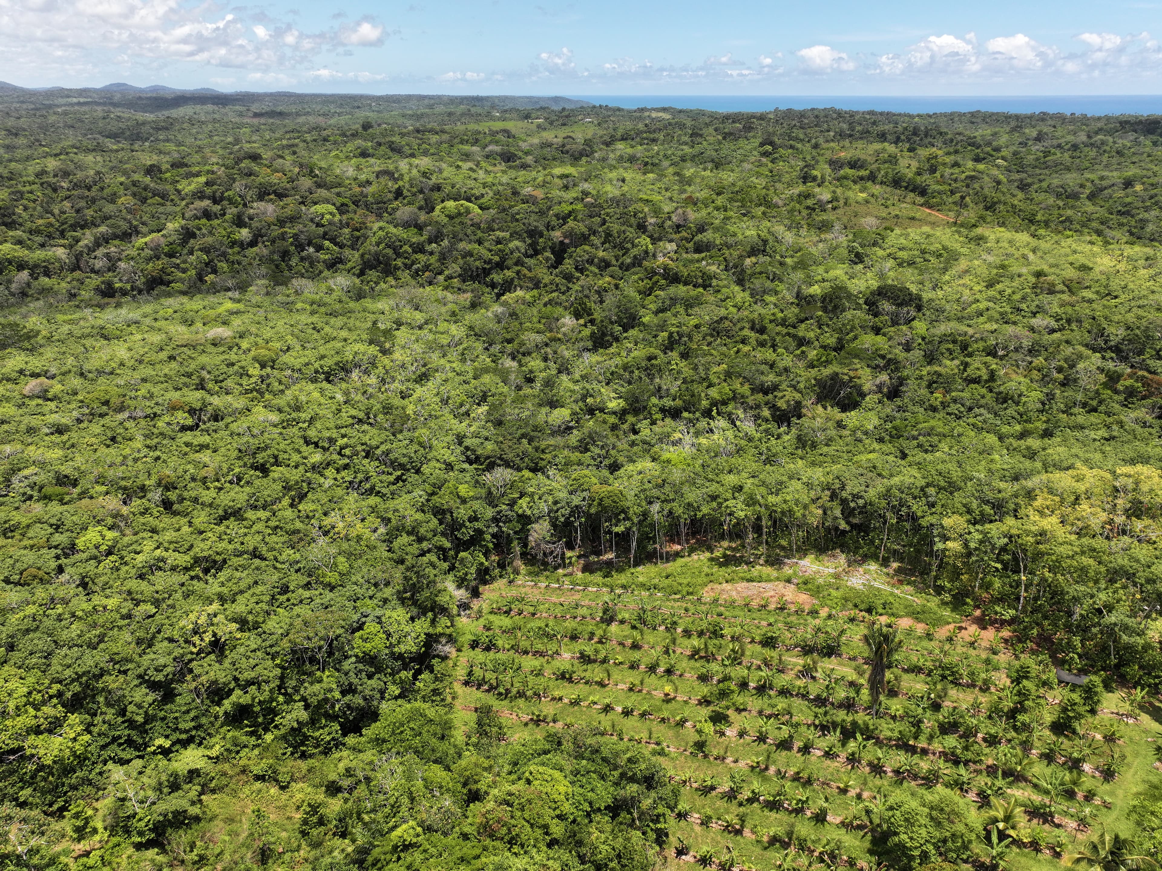 Aerial view of the Atlantic Forest landscape surrounding Fazenda ALUME