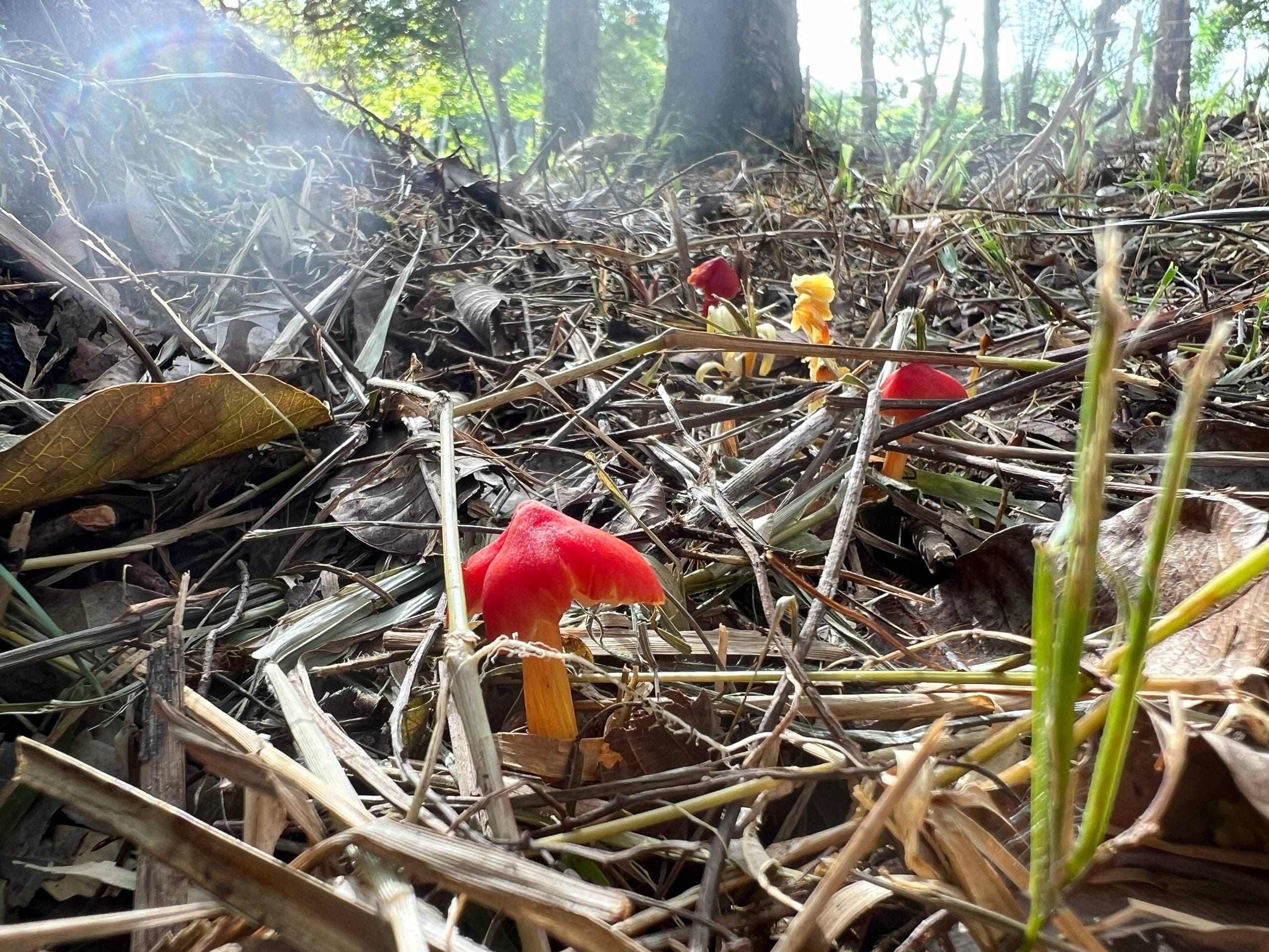 Fungos vermelhos e amarelos intensos emergindo do solo da floresta na Fazenda ALUME