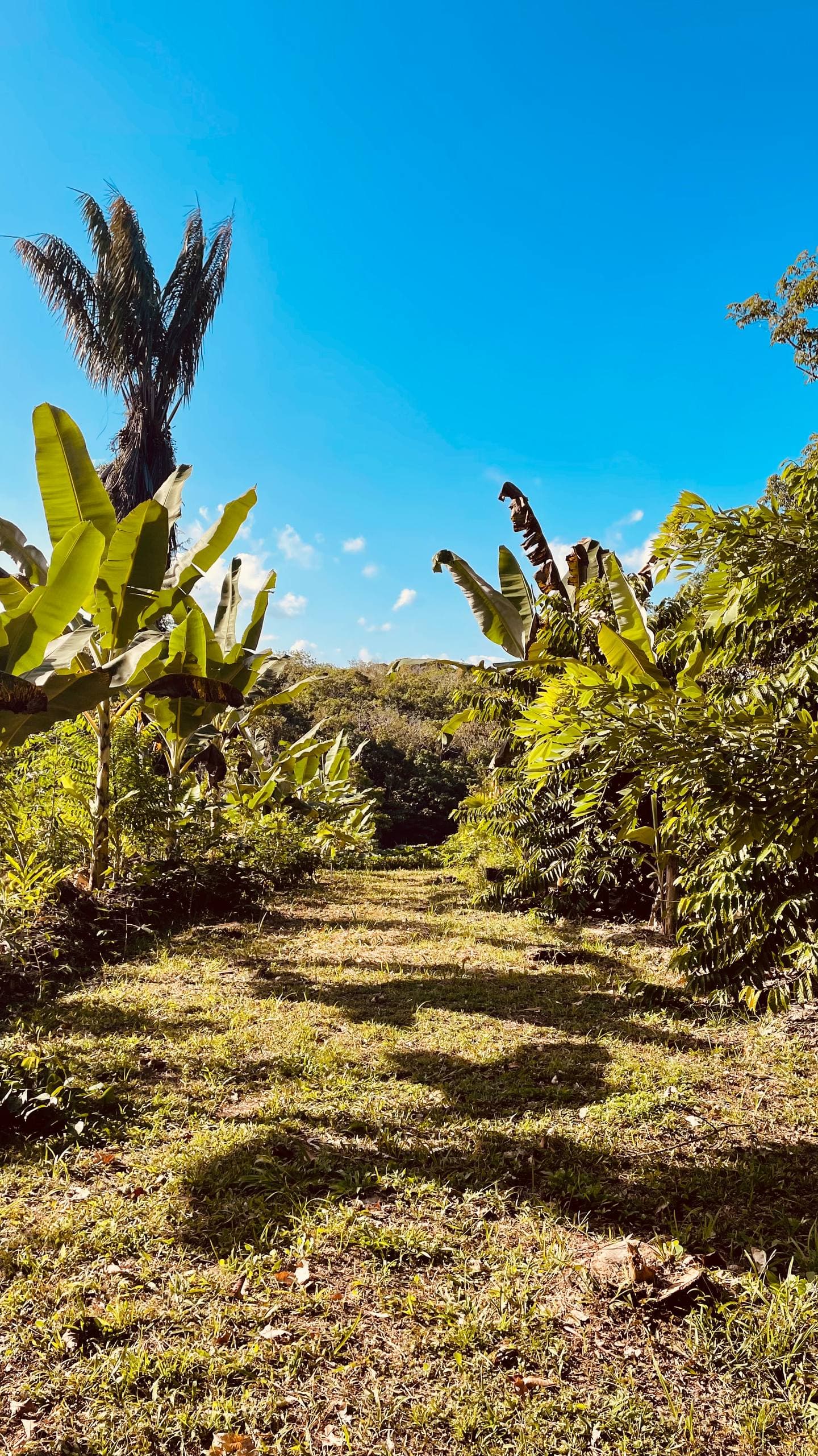Регенеративные посадки на Fazenda ALUME