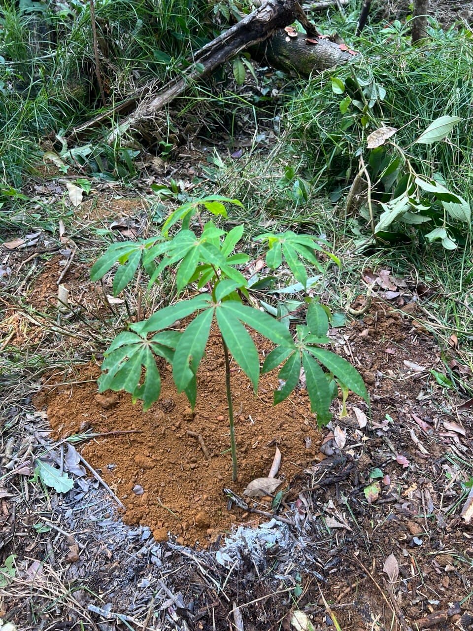 A young tree freshly planted in the forest soil