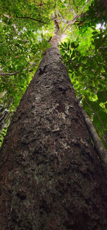 Ipê-peroba tree in the Atlantic Forest