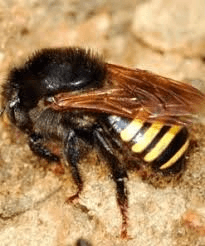 Mandaçaia native stingless bee