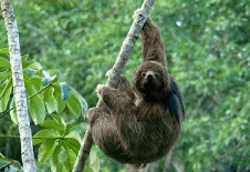 Maned sloth in Atlantic Forest vegetation
