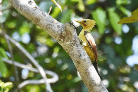 Yellow-throated woodpecker perched on a tree