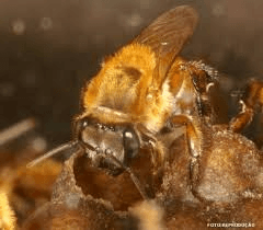 Yellow uruçu native stingless bee